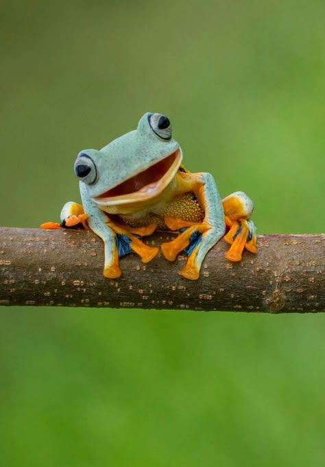 ♔ Grenouilles - Frogs Amazing Frog, Frog Pictures, Cute Reptiles, Funny Frogs, Frog Art, Animal Reference, Trending Pins, Frog And Toad, Tree Frogs