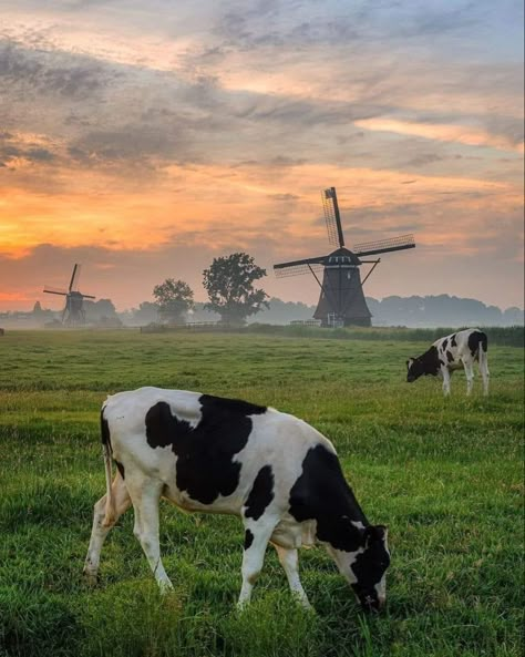 Dutch Countryside, Dutch Farms, Cow Pasture, Beautiful Dogs Photos, Farm Photography, Cow Pictures, Dutch Windmills, Farm Lifestyle, Painting Canvases