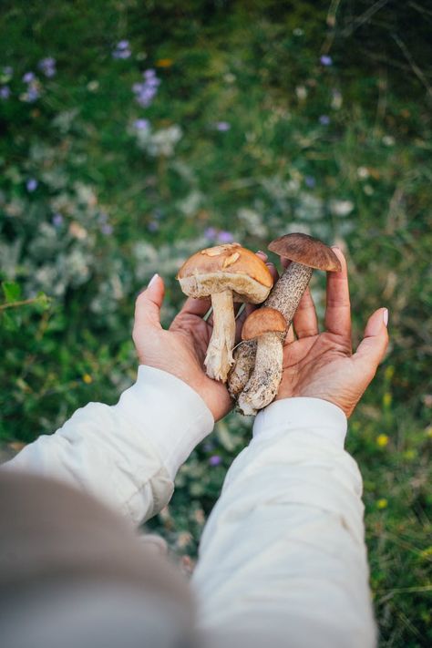 Can You Make Money Growing Mushrooms? - Foraged - Foraged Grow Mushrooms At Home, Money Growing, Grow Mushrooms, Growing Mushrooms At Home, How To Stay Organized, Mushroom Identification, Mushroom Recipes Pasta, Chicken Of The Woods, Mushroom Risotto Recipes