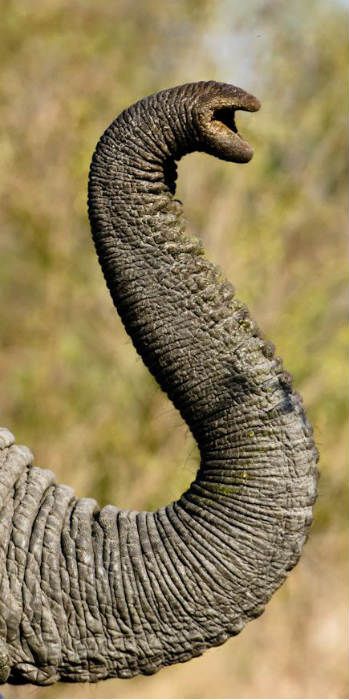 Elephant Trunk Up, Elephant Photography, Elephant Wallpaper, Elephant Quilt, Elephants Photos, Elephant Drawing, Elephant Trunk, Elephant Sculpture, Save The Elephants