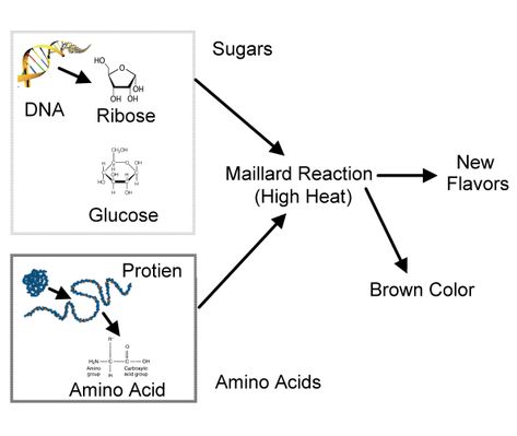 Chemistry Presentation, Doctoral Student, Food Chemistry, University Of California Irvine, Maillard Reaction, Ap Chemistry, Coffee Lab, Biomedical Engineering, Molecular Gastronomy