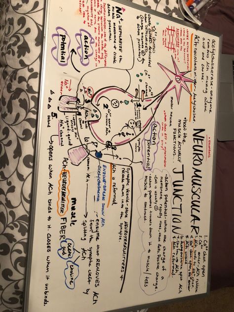 Neuromuscular Junction Notes, Medical School Notes, Action Potential, Neuromuscular Junction, Physical Therapy Assistant, Medical Student Study, Nursing School Survival, Biology Lessons, Nursing School Notes