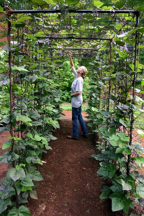 Vertical Vegetable Garden Ideas | Smart Money Simple Life Vertical Vegetable Gardens, Vertical Vegetable Garden, Garden Vines, Backyard Vegetable Gardens, Home Vegetable Garden, Vegetable Garden Design, Fruit Garden, Garden Bed, Garden Structures