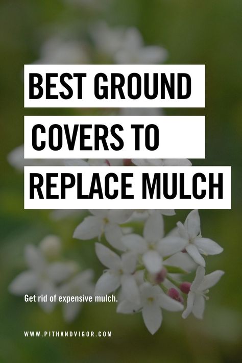 Let’s face it, anywhere you put mulch, you can dig a hole and plant ground cover. Indeed, ground cover plants are simply living mulches that don’t cost time or money to install every spring. Just like mulch they help retain soil moisture, and they keep weeds from crowding in. Ground cover also provides an extra layer of color and, often, beautiful flowers. Easy Ground Cover Ideas, Outdoor Ground Cover Ideas, Perennial Ground Cover Flowers, No Mulch Flower Beds, Orchard Ground Cover, Pet Friendly Ground Cover, Planting Ground Cover, Ground Covering Ideas, Natural Ground Cover