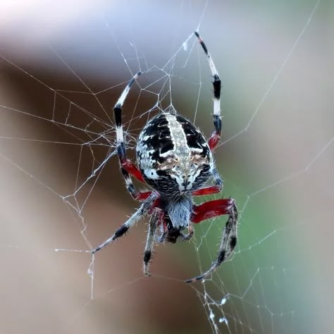 Neoscona domiciliorum - Red-femured Spotted Orbweaver - USA Spiders Cool Looking Spiders, Rare Spiders, Orbweaver Spider, Spider Bites Piercing, Spider Reference, Pretty Spiders, Colorful Spiders, Cool Spiders, Nails Spider Web