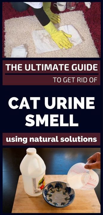 The Ultimate Guide To Get Rid Of Cat Urine Smell Using Natural Solutions - 101CleaningTips.net Remove Cat Urine Smell, Cat Pee Smell Removal, Cat Urine Remover, Cat Pee Smell, Cat Urine Smells, Steam Machine, Pee Smell, Diy Easter Basket, Urine Odor