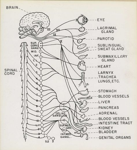 Drawings for Technical Manual, Department of Roentgenology. Army Medical School. anatomy Medical Drawings, Nursing Mnemonics, Medical Student Study, Medical Student Gift, Medical School Studying, Nursing School Notes, Human Anatomy And Physiology, Biology Notes, Medical Studies