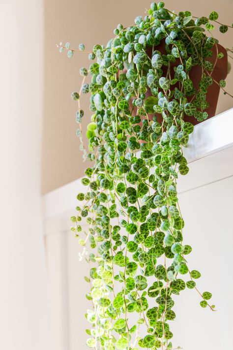 String Of Turtles, Oxalis Triangularis, String Of Pearls Plant, Peperomia Plant, Low Light Indoor Plants, Hanging Plants Indoor, Plant Wishlist, Pink Plant, Trailing Plants