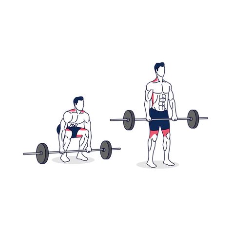 The essence of weightlifting is simply lifting something and then lowering it again. This is the Barbell deadlift. It is simple and effective, and it’s one of the most powerful muscle-building, strength-building, and health-improving moves you can do. The safe Barbell deadlift strengthens every bone in your body and challenges every muscle along your posterior chain (all […] Barbell Deadlift, Posterior Chain, Building Strength, Muscle Building, Back Exercises, Build Muscle, Most Powerful, Weight Lifting, You Can Do