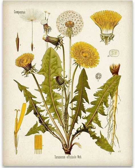 Agate Slice Art, Antique Wall Art, Dandelion Art, Arte Peculiar, Antique Botanical Print, Illustration Botanique, Botanical Illustration Vintage, Nature Posters, Vintage Botanical Prints