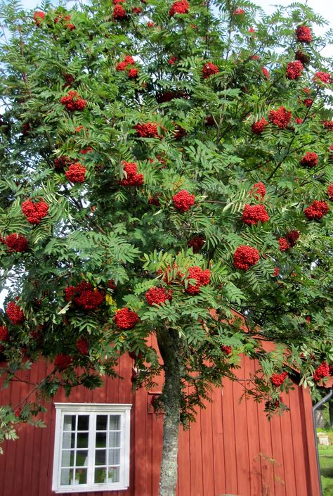 Sorbus aucuparia - European Mountain Ash Zone: 3; 15-30' Height, 15-20' Spread. *Summer berries & fall color* Nandina Plant, Trees For Garden, Plants For Privacy, Sorbus Aucuparia, Swedish Houses, Privacy Plants, Rowan Tree, Street Trees, Mountain Ash