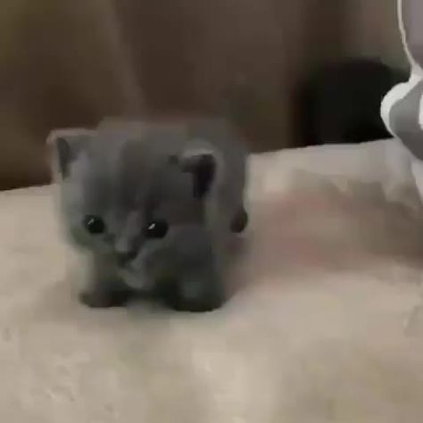 Tiny kitten approaching! Caine Husky, Laugh Meme, Söt Katt, Baby Animals Pictures, Cute Cat Gif, Cute Cats And Kittens, Cute Animal Videos