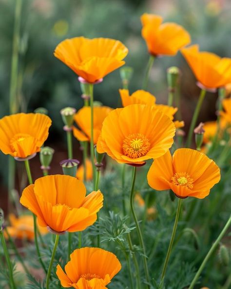 Nab some California poppy seeds from the store next time. Here are 10 flowers you can directly sow outside Skull Heart Tattoo, Baby Breath Flower Bouquet, Stardew Aesthetic, Poppy Aesthetic, Poppy Flower Seeds, Baby Breath Flower, California Flowers, Wildflower Birthday, Seaside Landscape