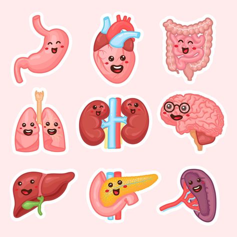 Human internal organs patches design. Funny human body organs stickers. Kidneys, liver, pancreas, intestines, spleen, Heart, brain and lungs. Anatomy funny print. Children education patch set. Organs Stickers, Human Internal Organs, Lungs Anatomy, Patches Design, Lung Anatomy, Medical Stickers, Human Body Organs, Human Organs, Heart Brain