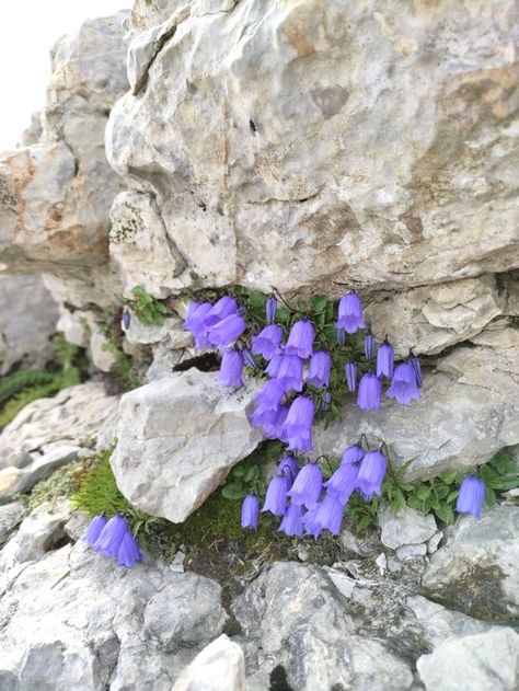 Witchy Garden, Rock Plants, Alpine Flowers, Rock Flowers, Alpine Plants, Flowers Growing, Nothing But Flowers, Flower Therapy, Forest Flowers