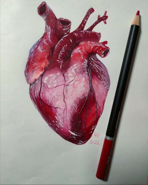 Drawing of human heart Heart Pencil Drawing, Human Heart Art, Human Heart Drawing, Anatomical Heart Art, Drawing Realistic, Prismacolor Art, Tanah Liat, Heart Drawing, Heart Painting