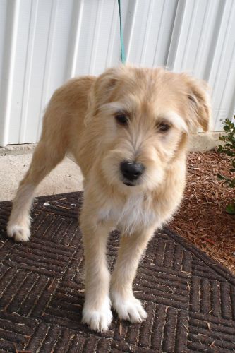 sandy-wheaten terrier mix by magnoliatease, via Flickr Wheaten Terrier Mix, Koolie Dog, Terrier Mix Breeds, Scruffy Dogs, Petit Basset Griffon Vendeen, Dog Haircuts, Pet Dogs Puppies, Terrier Mix Dogs, Dog Cuts