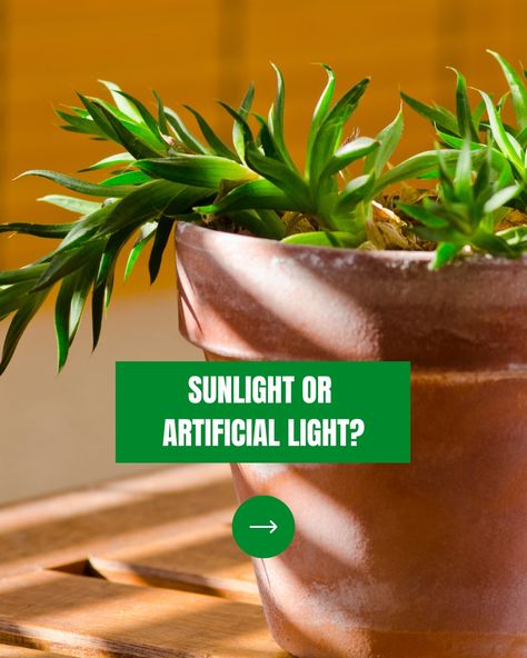 Lighting is a crucial aspect of indoor gardening, and choosing between natural sunlight and artificial lights can be a tough decision. Here are our top tips to make the best decision! 🌱💡 Whether you choose natural sunlight or artificial light, the most important thing is to provide your plants with the light they need to grow and thrive. . #indoorgardening #plants #growlights #sunlight #sustainability #greenthumb #urbangarden #growyourownfood #plantlife Artificial Light, Indoor Gardens, Which Is Better, Plant Lighting, Indoor Gardening, Natural Sunlight, Grow Your Own Food, All About Plants, Plant Growth