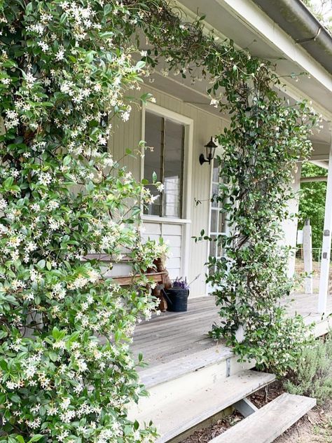 Climbing Jasmine On House, Jasmine Bush Landscaping, Farmhouse Indoor Plants, Jasmine Plant Outdoor, Jasmine Flower Garden, Jasmine Arbor, Jasmin Plant, Climbing Jasmine, Jasmine Plant Indoor