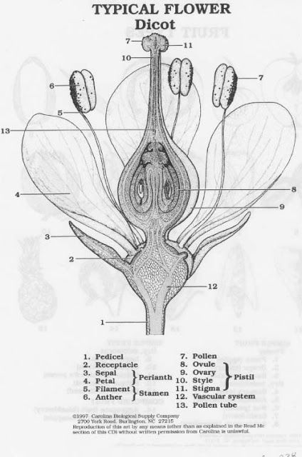 Flower anatomy. Flower Anatomy, Biology Plants, Scientific Drawing, Flower Structure, Plant Study, Science Illustration, Bio Art, Parts Of A Flower, Christmas Rose