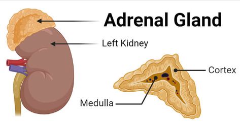 What is Adrenal Gland? Definition of Adrenal Gland The adrenal glands, also called suprarenal glands, are a pair of glands occurring on the top of kidneys and produce different steroid hormones. Adrenal glands consist of two distinct structures; the adrenal cortex and adrenal medulla, both of which are different in structure as well as functions. ... Read more The post Adrenal Gland- Definition, Structure, Hormones, Functions, Disorders appeared first on Microbe Notes. Adrenal Glands Anatomy, Glands And Hormones, Microbiology Notes, Adrenal Medulla, Extracellular Fluid, Anterior Pituitary, Adrenal Cortex, Nurse Notes, Creative Book Cover Designs