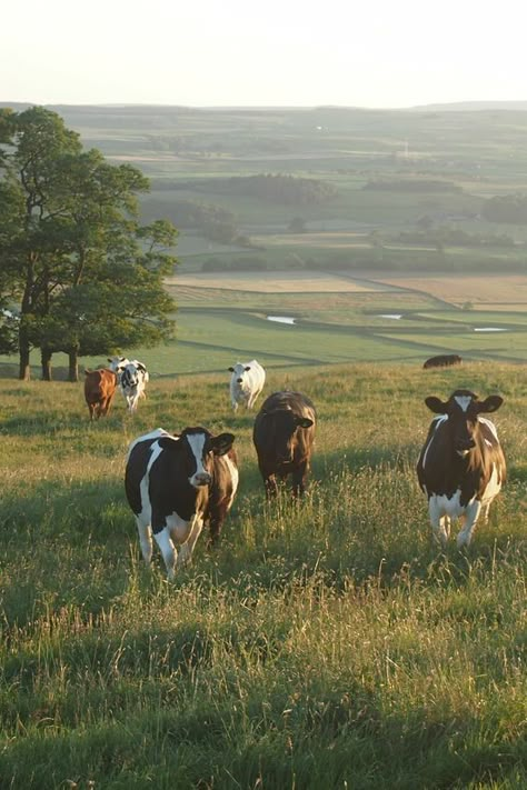 Home / X Earth Animals, Cow Pasture, Cow House, Future Farms, Small Town Life, Farm Lifestyle, Farm Cow, Cattle Farming, Country Lifestyle