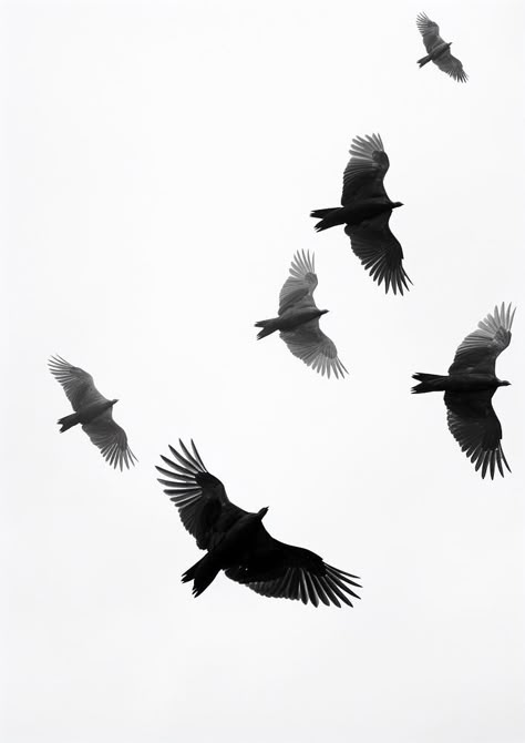 Flying Bird Art, Bird Shadow, Birds Flying In The Sky, Birds Black And White, Aesthetic Mobile Wallpaper, Bird Black And White, Aesthetic Mobile, Pattern Photography, Black Birds