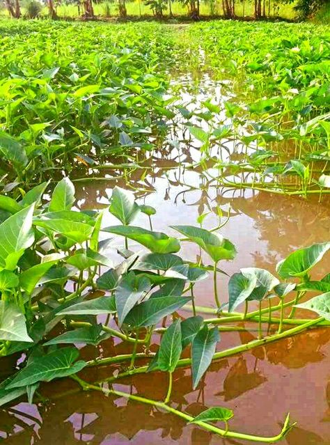 Kangkong (Water Spinach/Water Cress/Swamp Cabbage) Bamboo Gate, Thai Veggies, Rooftop Garden Design, Water Cress, Gourami Fish, Swamp Cabbage, Lychee Tree, Water Spinach, Backyard Garden Layout