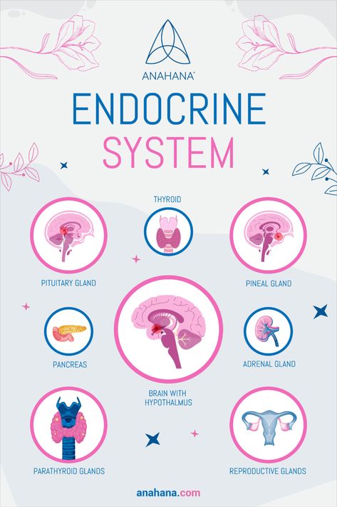 All The Parts of The Endocrine System Endocrine System Healing, Endocrine Glands Notes, Endocrine System Project Ideas, Endocrine System Notes Aesthetic, Adrenal Glands Endocrine System, Endocrine System Art, Exocrine System, Decalcify Pineal Gland, Endocrine System Hormones