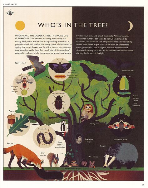 Natural Science Illustration, Encyclopedia Design Layout, Graphic Design Nature Inspired, Encyclopedia Design, Ecosystem Illustration, Nature Infographic, Biodiversity Illustration, Tree Infographic, Nature Graphic Design