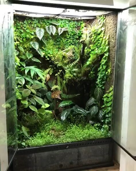 Dart Frog Vivarium, Bioactive Vivarium, Tropical Terrariums, Frog Terrarium, Gecko Terrarium, Reptile Room, Beautiful Terrariums, Reptile Terrarium, Reptile Enclosure