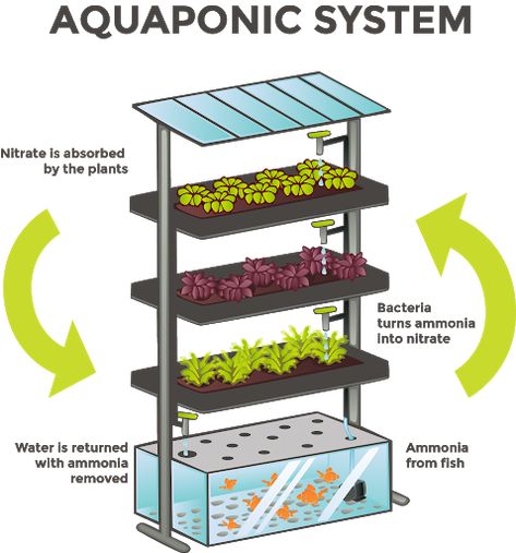 Backyard Aquaponics Farming with Complete Setup – The Backyard Cabin Apartment Aquaponics, Aquaculture Fish, Commercial Aquaponics, Aquaponic System, Aquaponics Aquarium, Indoor Aquaponics, Aquaponics Kit, Aquaponics Greenhouse, Backyard Aquaponics