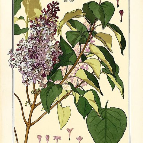 French botanical flower plate - Anna Martin - Lilas African Art For Kids, Anna Martin, Lilac Tattoo, Elementary Art Rooms, Art Nouveau Poster, Pop Art Wallpaper, Trendy Art, A4 Poster, Flower Plates