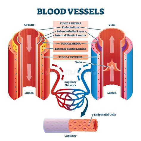 Blood Vessels Anatomy, Arteries Anatomy, Medical Study, Basic Anatomy, Basic Anatomy And Physiology, Nursing Mnemonics, Arteries And Veins, Human Body Anatomy, Nursing School Studying