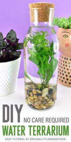 Indoor Plant Hacks, Indoor Plants Decor, Water Terrarium, Plants In Jars, Tattoo Plant, Plants Aesthetic, Indoor Water Garden, Plants In Bottles, Beautiful Terrariums