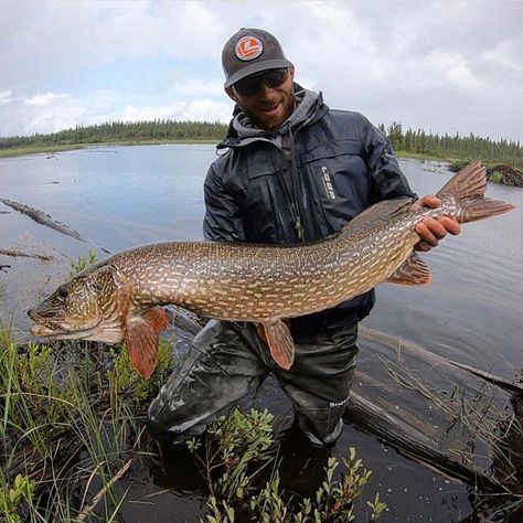 Welcome to the esox rodeo!! Big thanks to our buddy @fishhard406 for giving us permission to post this dope  . . #pikeonthefly #trxstle #loopusa #flyfishingnation #flyfishingvibes #flyfishingpike #esox #esoxlucius Muskie Fishing, Fishing In Canada, Pike Fish, Fishing Girl, Fish Photos, Monster Fish, Lake Trout, Trophy Fish, River Monsters