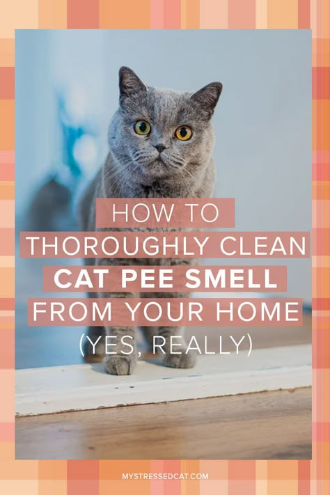 Cleaning Cat Urine, Cat Pee Smell Removal, Remove Cat Urine Smell, Cat Age, Cat Urine Remover, Cat Pee Smell, Cat Urine Smells, Pee Smell, Cat Problems