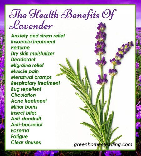 Benefits Of Lavender, How To Clear Sinuses, Essential Oils Diy, Calendula Benefits, Lavender Benefits, Stomach Ulcers, Coconut Health Benefits, Lavender Lemonade, Oil For Skin