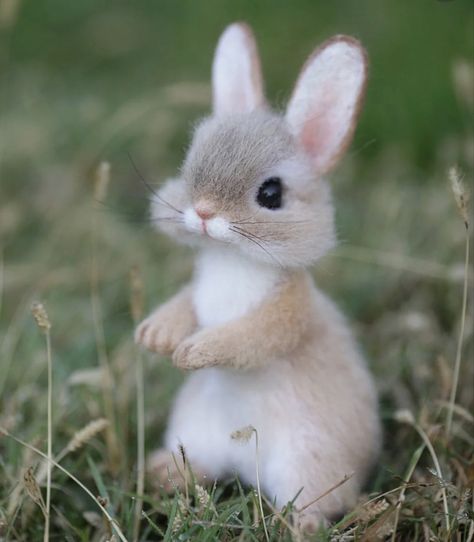 Cute Bunny Pictures, Very Cute Puppies, Cute Small Animals, Cute Animals Puppies, Very Cute Dogs, Baby Animals Pictures, Super Cute Animals, Pretty Animals