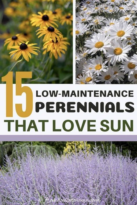 Full Sun Perennials: 10 Low Maintenance Plants That Thrive In The Sun | These low maintenance perennials all have pretty flowers and will brighten up your full sun garden border. Even better...they don't require a lot of work to make your landscaping look beautiful. #fromhousetohome #perennials #gardeningtips #gardenideas  #lowmaintenancegarden #sunperennials Flower Beds Along Walkway, South Texas Flower Beds, Full Sun Flower Bed Ideas Design, Decorating Backyard, Low Maintenance Perennials, Perennials Low Maintenance, Flower Bushes, Full Sun Garden, Shasta Daisies