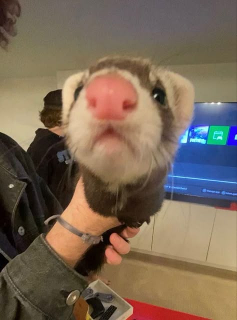 Not mine!! Lovers Animation, Ferrets Cute, Cute Animal Tattoos, Baby Ferrets, Cute Animals With Funny Captions, Funny Ferrets, Cute Ferrets, Animal Art Prints, Different Animals