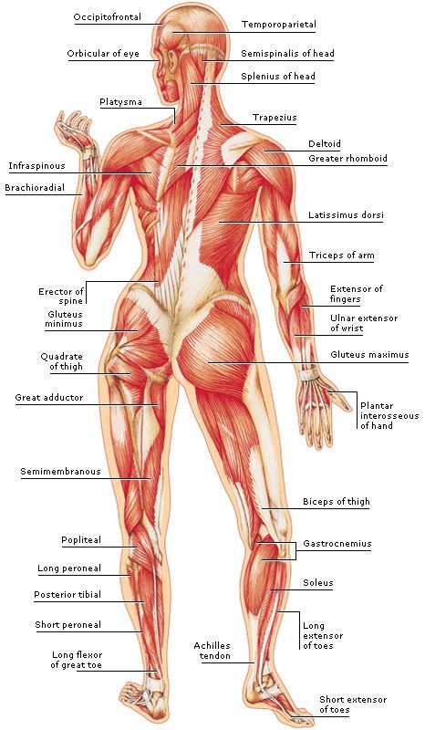 Body Muscle Anatomy, Punkty Spustowe, Human Muscle Anatomy, Body Muscles, Basic Anatomy And Physiology, Anatomy Physiology, Yoga Anatomy, Human Body Anatomy, Muscular System