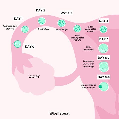 Now that you’re 8 days past ovulation, it’s time to start feeling symptoms of pregnancy. At 8 DPO, some women can feel a twinge in their lower abdomen, or they might get a very light period (slightly heavier than spotting). If you don’t experience any pregnancy symptoms at 8 DPO, you can expect them by 12 DPO or later, and that’s perfectly normal. Dpo Symptoms, Pregnancy Day By Day, Ovulation Symptoms, Pregnancy Development, Period Blood, Healthy Period, Chances Of Pregnancy, Ovulation Test, Early Pregnancy Signs