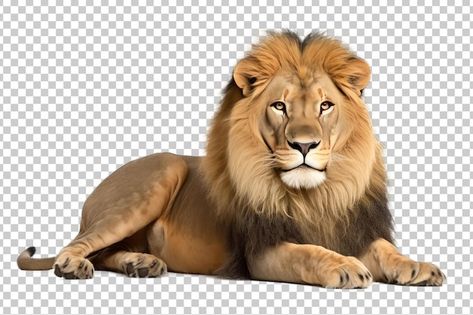 Image Of Lion, Lion Photos, Narnia Lion, Lion Background, Lion Image, Animals Background, Lion Png, Lion Photo, Cartoon Maker