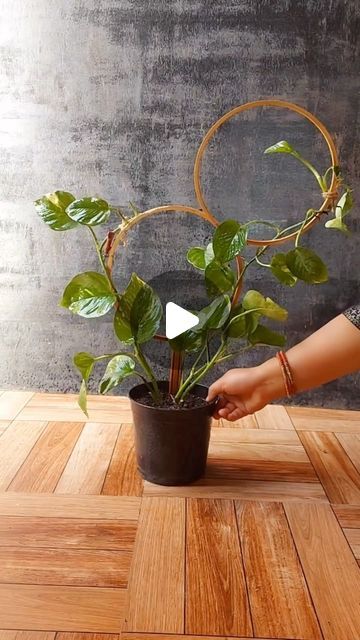 HousePlantParadise on Instagram: "Beautiful DIY for your #pothos! It’s such a great way to spice up plants and provide trellis support! Tag a friend who should try this 💚 📸: @flowerlovers2022   #trellis #pothos #plants #houseplants #gardening #diy" Plant Holders Diy, Pothos Plant Decor, Wall Plants Indoor, Take Care Of Plants, Houseplant Trellis, Planter Decoration, Indoor Plant Trellis, Leaves Wallpaper Iphone, Plant Crafts