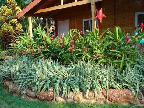 Flax Lilly Landscape, Variegated Flax Lily, Flax Lily, Lily Landscaping Ideas, Lilly Landscape Ideas, Day Lily Landscaping, Flax Lily Landscape Ideas, Day Lilies Landscaping, Canna Lily Landscaping