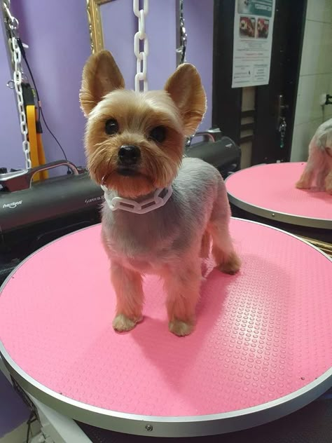 Chorkie Haircut, Yorkies Haircut, Short Yorkie Haircut, Yorkie Puppy Cut, Yorkie Puppy Haircuts, Terrier Haircut, Yorkshire Terrier Grooming, Yorkie Grooming, Yorkie Haircut