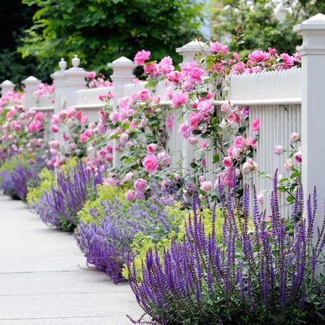 12 Inspiring Flower Bed Designs — The Family Handyman Garden Ideas For Beginners, Rosen Beet, Lady's Mantle, Flower Bed Designs, Garden Flower Beds, White Fence, Front Yard Design, White Picket Fence, Have Inspiration