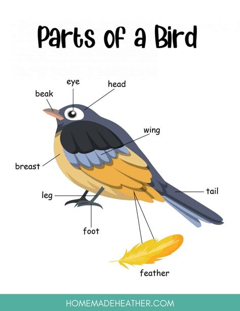 Preschool Birds Crafts, Parts Of A Bird Preschool, Parts Of A Bird Worksheet Free Printable, Bird Theme Preschool Free Printable, Birds Projects For Kids, Birds Theme Preschool Activities, Birds Activities Preschool, Birds Activities For Kids, Bird Activities Preschool