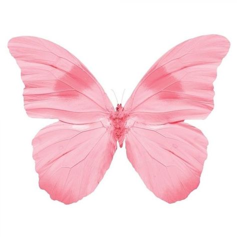 Canvas Wall Art Set, Pink Butterfly, Wall Art Set, Art Set, Cake Topper, Butterflies, Canvas Wall, Canvas Wall Art, Canvas Art